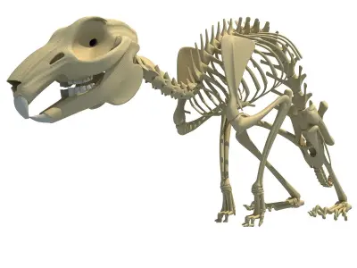 Rabbit Skeleton 3D model