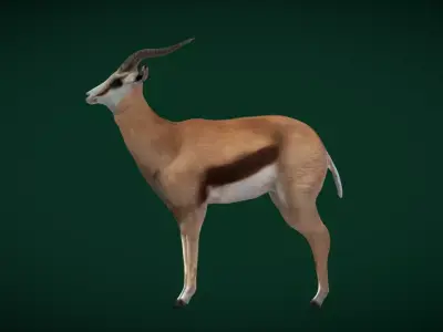 Springbok Antelope Animal  Low-poly 3D model
