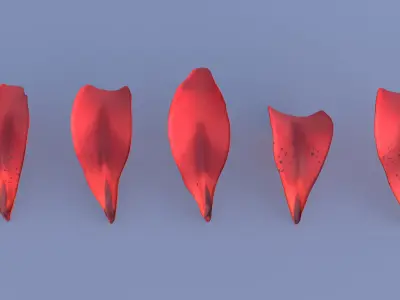 Lily Petals in 5 Colors Low-poly 3D model