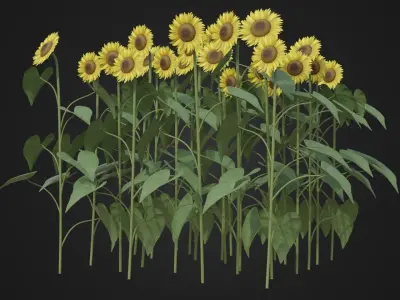 Group of Sunflower Low-poly 3D model