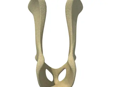 Animal Pelvis 3D model