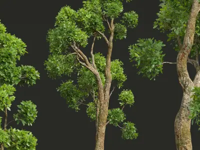 New Plant High detail Cinnamomum Camphora Decorative Free 3D model