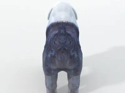 Old English Sheepdog Low-poly 3D model