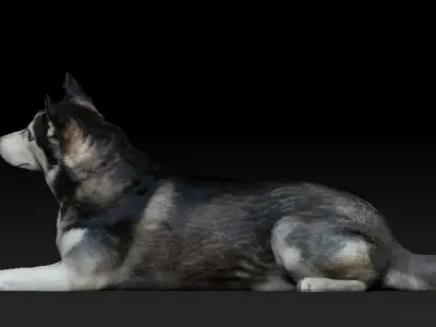 Husky dog lies - model 2 Low-poly 3d scan animal 3D model