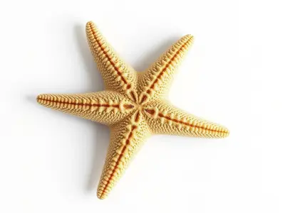 Realistic Textured Starfish Marine Model Pack Low-poly 3D model