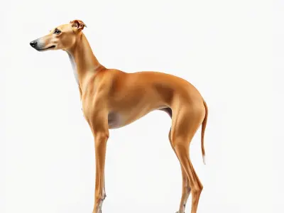 Realistic Greyhound Model Pack for D Rendering Low-poly 3D model