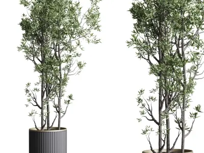 Indoor plant set 368 concrete vase plant tree shrub Low-poly 3D model