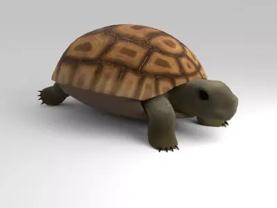 Land Turtle Low-poly 3D model