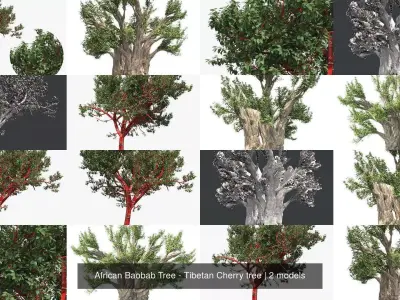 African Baobab Tree - Tibetan Cherry tree 3D Model Collection