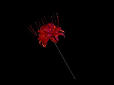 Lycoris Free low-poly 3D model