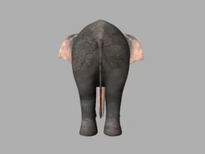 Asiatic Elephant Rig Low-poly 3D model
