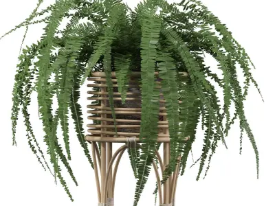 Fern in rattan stand 3D model