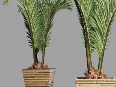 Plants Collection 180 Palm 3D model