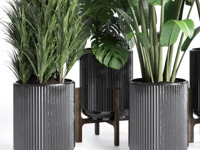 indoor plant 201 ravenala ficus rubbery monstera concrete dirt Low-poly 3D model