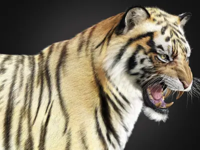 Tiger 2025 RIG Xgen core 3D model