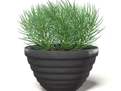 Plant in Black Pot 3D Model 3D model
