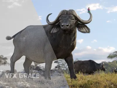African Buffalo Syncerus Caffer Animated 3D model