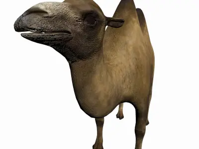 Camel 3D model