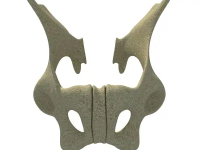 Animal Animal Pelvis  3D model