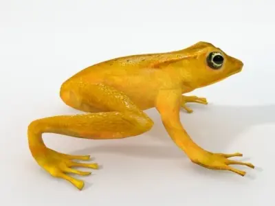 Golden Frog Low-poly 3D model