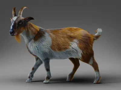 Fur Goat 01 Rigged in Blender Low-poly 3D model