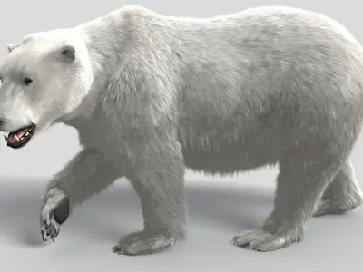 Bear-polar-maya polar bear 3D model