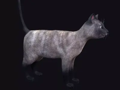 Cat siamese Low-poly 3D model