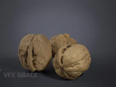 Walnut 003 3D model