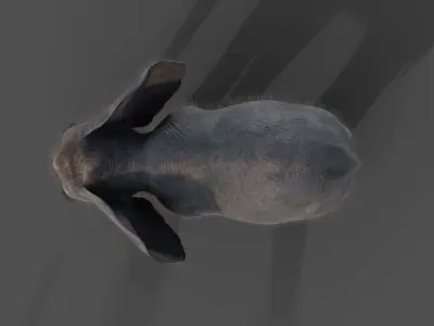 Fur Baby Elephant NO Rigged in Blender Low-poly 3D model