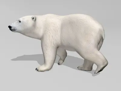Polar Bear 3D model