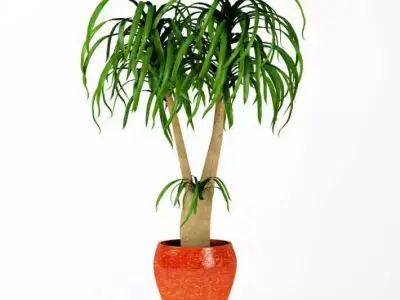 Plant  Indoor Potted Plant 3D model