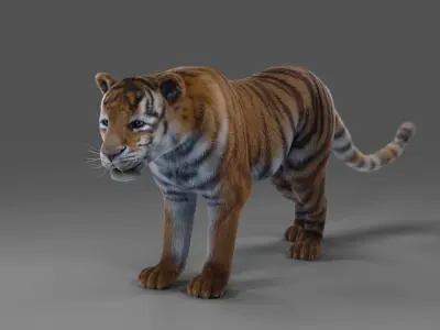 Fur Tiger Panther Rigged in Blender  Low-poly 3D model