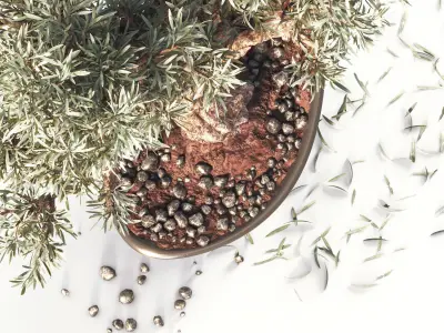 Household olive plant 3D model