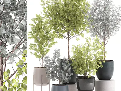 Eucalyptus trees in a flowerpot for interior design 551 3D model