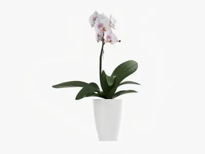 Orchid flower in pot 3D model