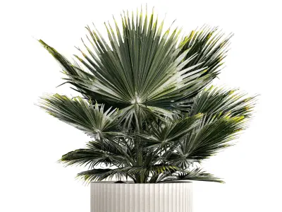 Beautiful fan palm for decoration in a flower pot 1275 3D model