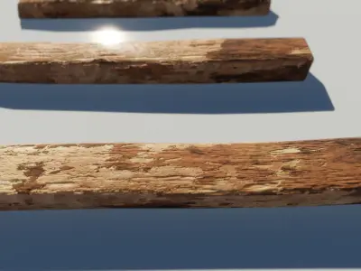 Oak Wood and Bark Texture