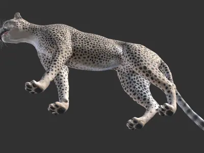 Cheetah Low-poly 3D model order