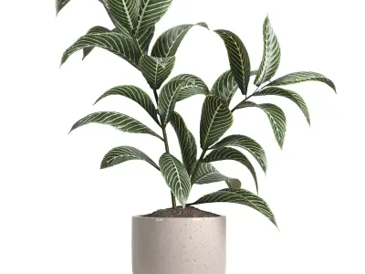 indoor plant 47 3D model