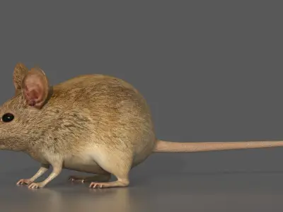 Mouse Rat 3D model