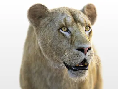 Lioness RIG XGEN CORE 3D model