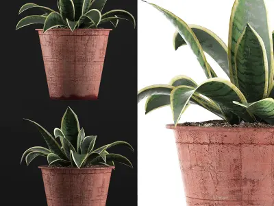 Plants Collection 105 3D model