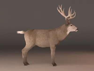mule Deer 3D model