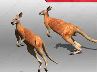 Kangaroo Animated 3D model
