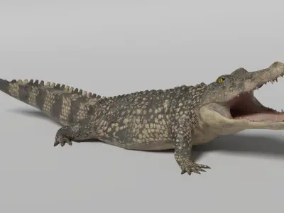 Crocodile Animated 3D model