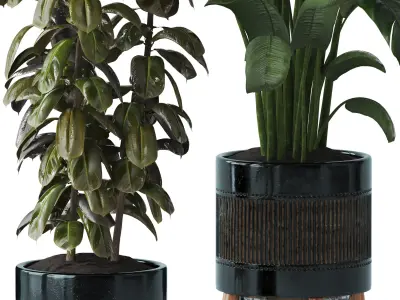 Indoor plant Set 07 - Ficus Strelitzia lyrata 3D model