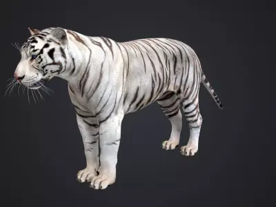 White Tiger 3D model