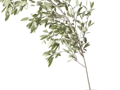Plants Bouquet 08 3D model