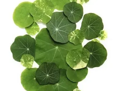 Green Leaves Pattern 3D Natural Leaf Arrangement Decor Low-poly 3D model