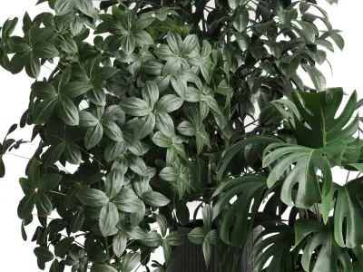 Collection indoor pot plant ficus rubbery monstera concrete dirt 3D model